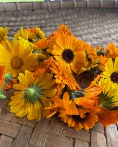 Bồ công anh Medifarm